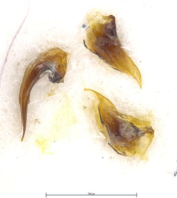 Media type: image;   Entomology 6020 Aspect: body parts